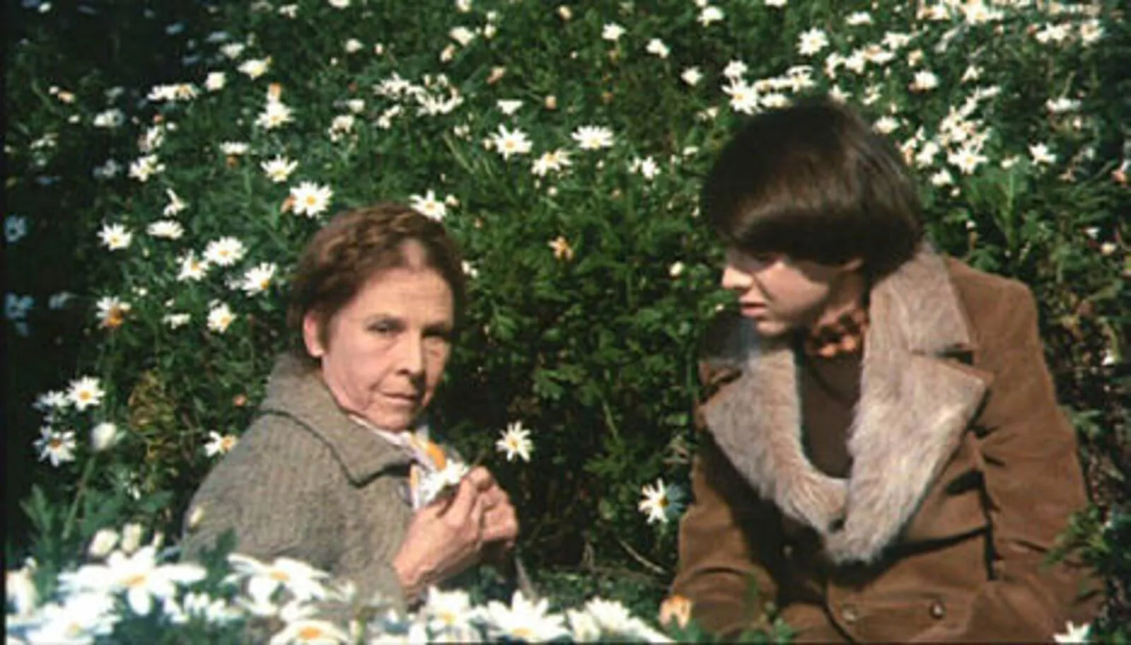 Harold and Maude